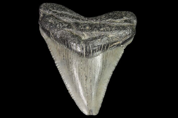 Juvenile Megalodon Tooth - Georgia #101414